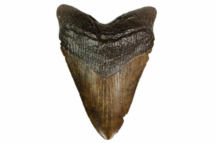 Fossil Megalodon Tooth - Georgia #159748